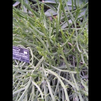 Senecio Longiflorus subsp Madagascariensis (fam Asteracees) (Madagascar) (2)